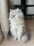 Simba_Nala (2)